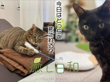 癒し日和 プラスにゃんこ 行徳店