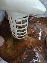 リボーン(Reboorn)/老廃物の排出を促進します