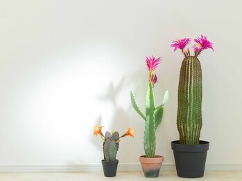 グリンプス(GLIMPSE)/GLIMPSE 店内