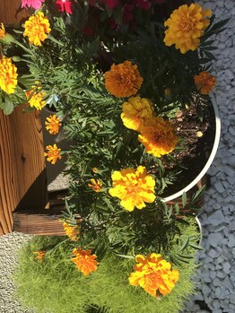 にしざわ整体院/にしざわ整体院の花