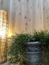 オリーブ(Olive)/