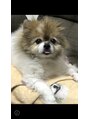 リラクシー(relaxy)&nbsp;我が家の愛犬ココモ！世界一可愛いです☆