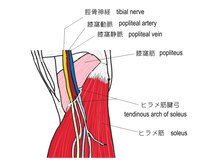 ライズ/ヒラメ筋腱弓