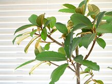 ラッシュ バイ グリッセ(Lash by Glisse)/Glisseの観葉植物たち