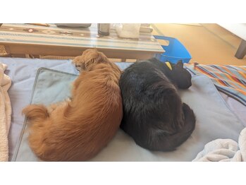 チュチュ(Chu Chu)/ありがとうございました。