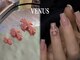 ヴィーナス(VENUS)の写真