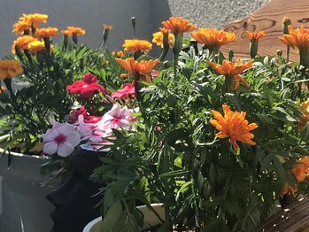 にしざわ整体院/にしざわ整体院の花