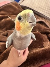 サロン ド アンティーク(Salon de Antique*) ピノ