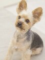 整体院カエデ(整体院KAEDE) 看板犬のぷー太郎。1歳のヨークシャーテリアです♂