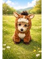 ビーケーアイラッシュ 高宮(BK-EYELASH)&nbsp;マルプーを飼ってます☆皆様のペットのお話も聞かせてください♪