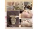 プレシャス(Precious)の写真