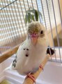 アルモニ(harmonie) 最近我が家にやってきたセキセイインコのモモちゃん☆
