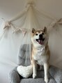 ココアイ ココツメ 柴犬を飼ってます☆《まつげパーマ/アイブロウ/LEDマツエク》