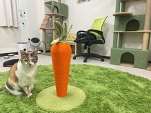 癒し日和 プラスにゃんこ 行徳店の雰囲気（猫カフェだけで遊ぶこともできます♪猫カフェは予約不要です）
