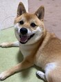 リア 蕨店(lia)&nbsp;愛犬の豆柴 実家で飼ってます♪［新潟/まつげパーマ/マツエク］