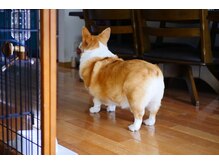 サロンドフィル(Salon de fil)/我が家の愛犬