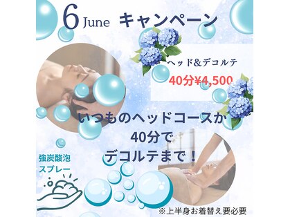 アビエスフィルマ(abies firma)の写真