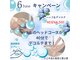 アビエスフィルマ(abies firma)の写真