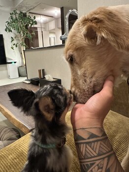 セバス 赤坂見附(SEBAS)/love doggies