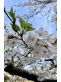 仙豆のちから 太田川店 休日の日課は息子とのお散歩(^^)桜が綺麗でした♪