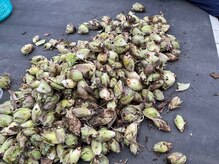 葡のか(ほのか)/春の足音～苦味