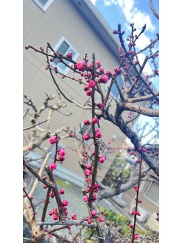 マシュマロハンド/よもぎ蒸し/冷え/むくみ改善