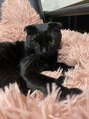 トリニティー(TRINITY) 我が家のアイドル！朝から猫吸いで活力チャージしてます(^^)