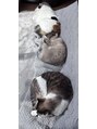 山椿 駅前店&nbsp;ネコ３匹飼ってます。