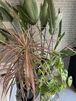 アイデザインブリンク(eye design BLINK)/観葉植物