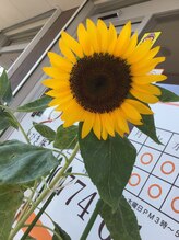 施術所ひびき庵/ひびき庵のひまわり