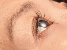 ピクシーボブ(Pixie Bob)/１番人気☆ドールリフトカール！