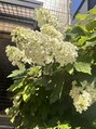 ザ トウキョウスパ(THE TOKYO SPA.)&nbsp;お散歩しながら植物の写真をついたくさん撮ってしまいます!