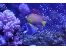 クリスタル(CRYSTAL)/美容業界国内１番大きな水槽