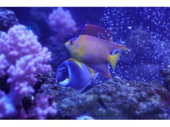 クリスタル(CRYSTAL)/美容業界国内1番大きな水槽