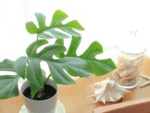 ハーブピーリングエステサロン/ハワイ気分エステを♪