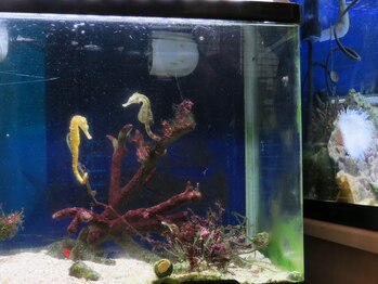 本格骨盤矯正 整体院 さくら庵/海水魚水槽（小）