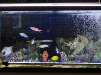 本格骨盤矯正 整体院 さくら庵/海水魚水槽（大）