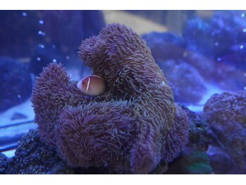 クリスタル(CRYSTAL)/癒しの空間