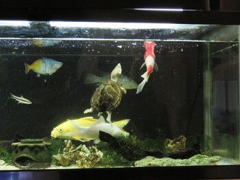 本格骨盤矯正 整体院 さくら庵/淡水カメ水槽