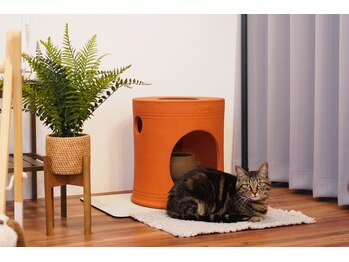 カロレ(Calore)/看板猫