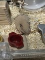 プラスアイ 藤沢南口駅前店 ハムスターです♪昼間はずっと寝ています(-_-;)