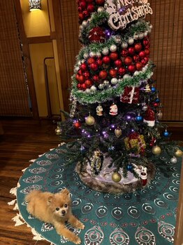 美楽流(miracle)/2021クリスマスツリー