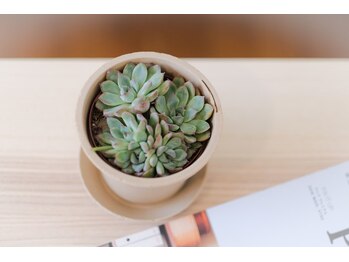 カラダノミカタ/美容鍼を受けるならこのメニュー