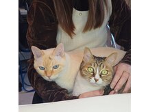 エントップ(EnT/P.)の雰囲気（とても人懐こい猫ちゃんがお膝に乗って来ます♪）