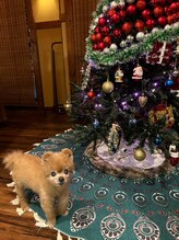 美楽流(miracle)/2021クリスマスツリー