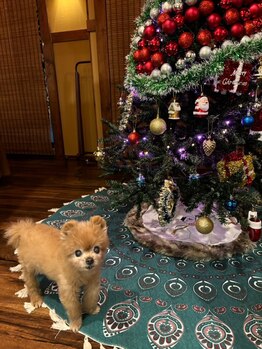 美楽流(miracle)/2021クリスマスツリー