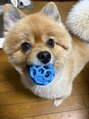 ライトウェーブ 松本村井本店 愛犬ポメラニアンのベア♪イタズラ好きなやんちゃBOY!!癒やし◎
