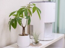小池整骨院の雰囲気（観葉植物）