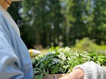 ふるさとの雰囲気（安全性を追求したよもぎ◇自社所有山林能登産手摘みよもぎを使用）
