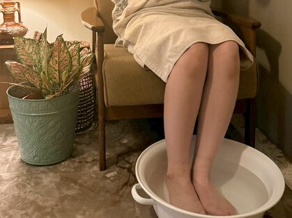 アカシア(acacia.)の写真